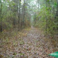 20 ac - Pine Saw Timber near Shrevport images 5
