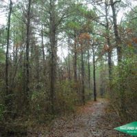 20 ac - Pine Saw Timber near Shrevport images 6