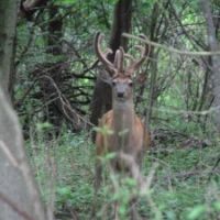 Hunt Southwest Michigan’s Premier Whitetail Deer Hunting Preserve
