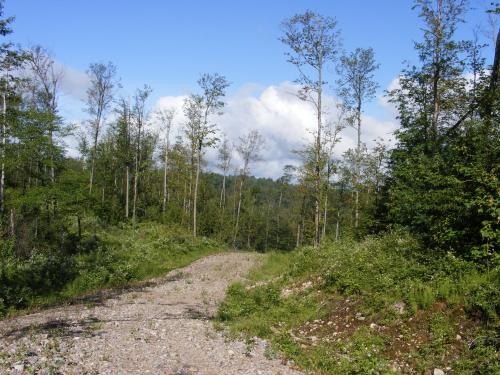 175 acres Hunting Land near Adirondacks featured image
