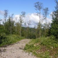 175 acres Hunting Land near Adirondacks