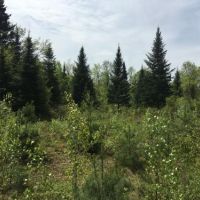 175 acres Hunting Land near Adirondacks images 3