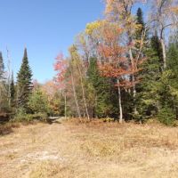 108 acres Beautiful North Country Woodlands images 3