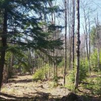 9 acres on Carterville Pond Amboy NY images 2