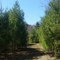 9 acres on Carterville Pond Amboy NY images 6
