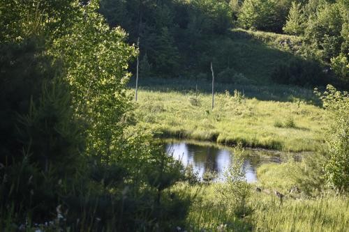 1055 acres Woodlands with Interior Roads featured image