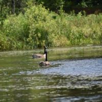 1055 acres Woodlands with Interior Roads images 2