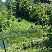 1055 acres Woodlands with Interior Roads images 3