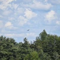 1055 acres Woodlands with Interior Roads images 5