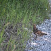 1055 acres Woodlands with Interior Roads images 6