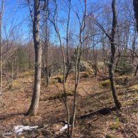 200 acres Hunting Land Bordering State Forest