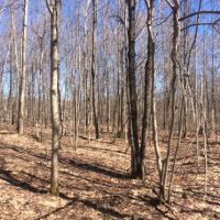 200 acres Hunting Land Bordering State Forest images 3