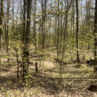 10 acres Approved Building Lot Florence NY images 2