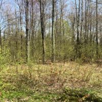 10 acres Approved Building Lot Florence NY images 6