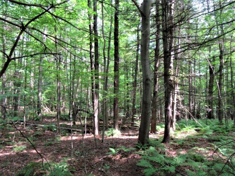 54 acres Timberland near State Forest featured image