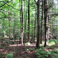 54 acres Timberland near State Forest