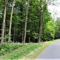 54 acres Timberland near State Forest images 4
