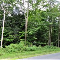 54 acres Timberland near State Forest images 5