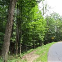 54 acres Timberland near State Forest images 3