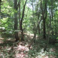 51 acres on Little River Camden NY images 3