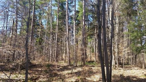 17 acres on Carterville Pond Amboy NY featured image