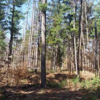17 acres on Carterville Pond Amboy NY images 3