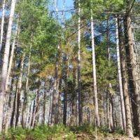 17 acres on Carterville Pond Amboy NY images 5