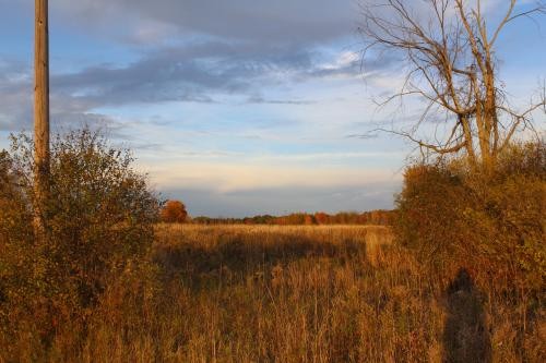 36 acres Hunting Land with Owner Financing featured image