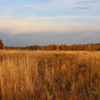 36 acres Hunting Land with Owner Financing images 2