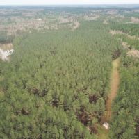 48.26 Acres Hunting Land with Pond &nbsp; Timber  Pike County MS images 3