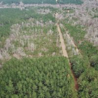 48.26 Acres Hunting Land with Pond &nbsp; Timber  Pike County MS images 5