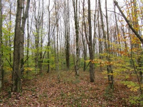 114 acres Hunting Land in Tug Hill Region featured image