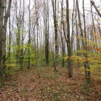 114 acres Hunting Land in Tug Hill Region