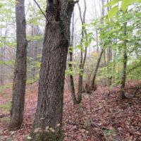 114 acres Hunting Land in Tug Hill Region images 2
