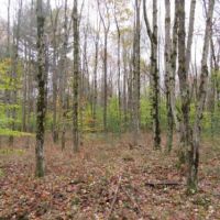 114 acres Hunting Land in Tug Hill Region images 5