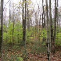 114 acres Hunting Land in Tug Hill Region images 6
