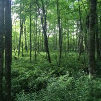 8 acres Waterfront Land on Deer River images 3