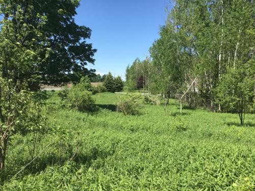 11 acres Country Building Lot Rutland NY featured image