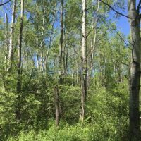 11 acres Country Building Lot Rutland NY images 2