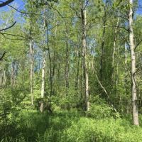 11 acres Country Building Lot Rutland NY images 6