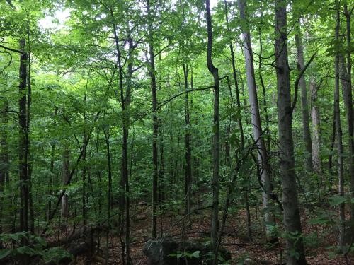 4 acres Bordering Adirondacks near Old Forge featured image