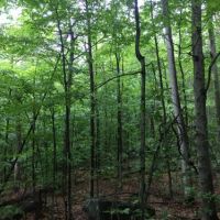4 acres Bordering Adirondacks near Old Forge