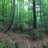 4 acres Bordering Adirondacks near Old Forge images 5