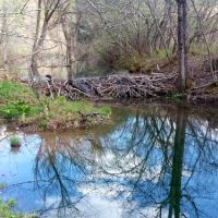 155 acres Prime Hunting and Fishing Land images 5