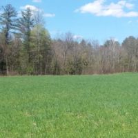 155 acres Prime Hunting and Fishing Land images 6