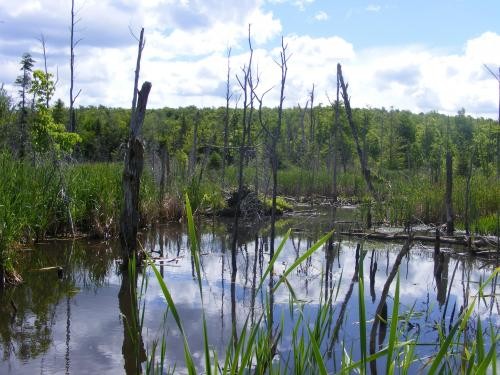 336 acres Hunting Land Dannemora NY featured image
