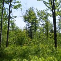 336 acres Hunting Land Dannemora NY images 2