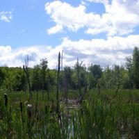 336 acres Hunting Land Dannemora NY images 6