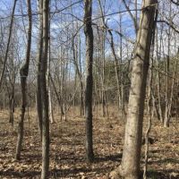 50 acres Hunting Land near State Land images 3