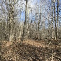 50 acres Hunting Land near State Land images 6